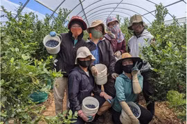 Australia opens door to Vietnamese agricultural workers
