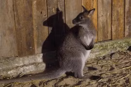Australian Embassy helps centre with care for suspectedly smuggled wallabies