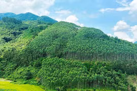 ​Vietnam capable of earning 200 million USD per year from carbon credit trade