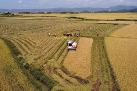 Falling rice price is only short-term, upward trend to continue: Experts