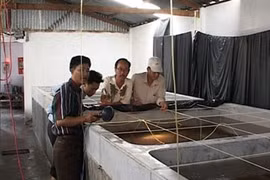  Ca Mau boosts clean breeding shrimp production 