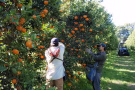 Australian oranges, tangerines and grapes will be allowed to re-enter Vietnam on August 1 (Photo: foodprocessing.com.au)