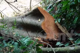 JICA-funded forest management project under review