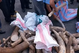 Local firm caught importing tusks