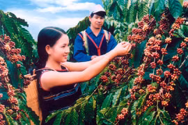 Insurance for coffee trees against natural calamities