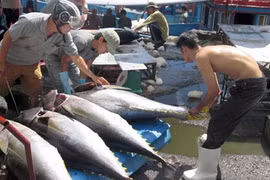 Tuna export value drops nearly 7 percent