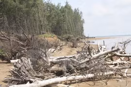 Ca Mau makes drastic efforts to protect coastal resources