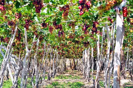 Ninh Thuan grapes - The pearls rise in the sun and wind