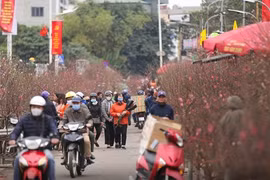 Shopping for the best peach blossom at the largest flower market in Hanoi