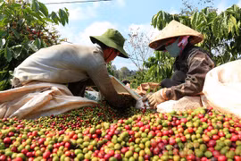 Vietnam is the largest coffee supplier to Spain