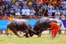 Buffalo Fight in Hai Phong - a unique aspect of the Vietnamese culture