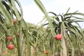 Planting dragon fruit: A prospective direction of Son La ethnic minorities