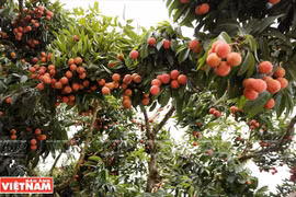 Luc Ngan looks to become key fruit farming centre of Vietnam