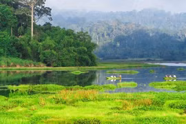 Dong Nai Biosphere Reserve – “green lung” of Southeastern region 