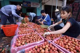 Businesses team up with Bac Giang farmers in selling lychee