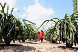 UKVFTA hoped to push door larger for Vietnamese agricultural exports