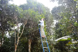 Quang Tri: Efforts to promote and preserve ancient tea gardens