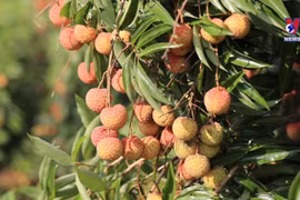  Traders showing up early at Bac Giang lychee barn