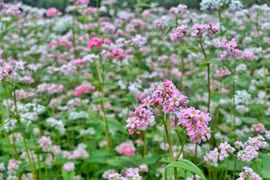 Buckwheat flower fields : can-not-miss check-in hotspots in Ha Giang 