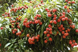 Ensuring standards, quality in exports of Luc Ngan “thieu” litchi to Japan