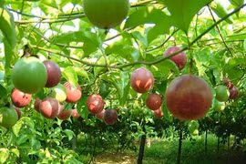 Dak Lak prepares for export of passion fruit to China