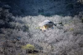 Moc Chau Plateau blooms in early Spring