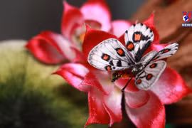 Nature on show in exquisite embroidery