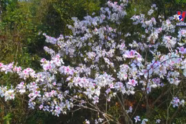  Ban flower festival 2022 underway in Dien Bien