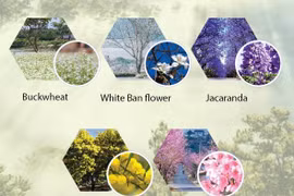 Da Lat flower festival