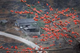 Red silk-cotton flower heats up Ha Giang rocky plateau