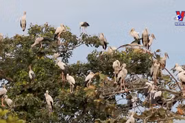 Endangered stork species spotted in Tay Ninh