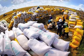 Exports add tens of billions of USD to coffers thanks to FTAs