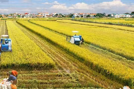 Mekong Delta rice farming to become a leading sector in agricultural production