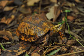 Cuc Phuong park home to rare turtles