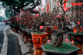  Overwhelming Tet atmosphere at Hanoi flower markets