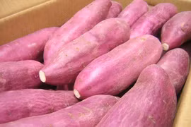Singapore: Sweet potatoes grown in Vietnam are safe 