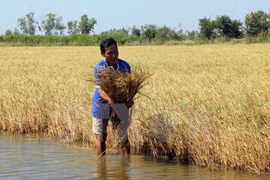 Project to upgrade infrastructure in Mekong Delta localities 