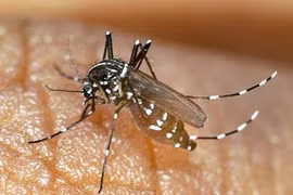Dengue fever worries Malaysia 