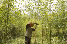 Forested area down due to floods