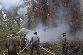 U Minh Ha forest faces fire threat as drought continues 