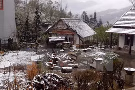 Lao Cai province protects cattle from snowfall 