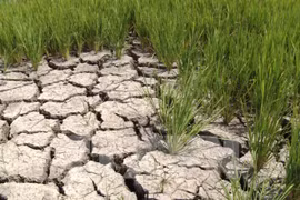 Saltwater threatens water for daily use in HCM City 