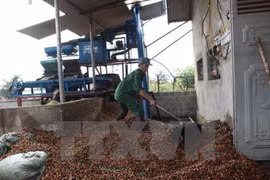Laos: Coffee exports continue to fall 