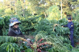 Coffee prices hit 11 month high