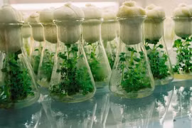 Vietnam works to preserve, tap into rich genetic resources 