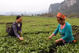 Soft loans in northwest region effective in poverty alleviation