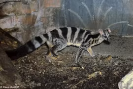 Rare civet finds home in Cuc Phuong national park 
