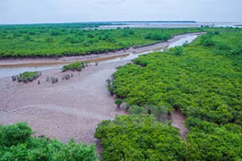Wetland shows off wild beauty in northern Vienam