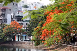 Hanoi to grow flamboyant trees