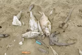 PM orders collection of evidence relating to mass fish deaths 
